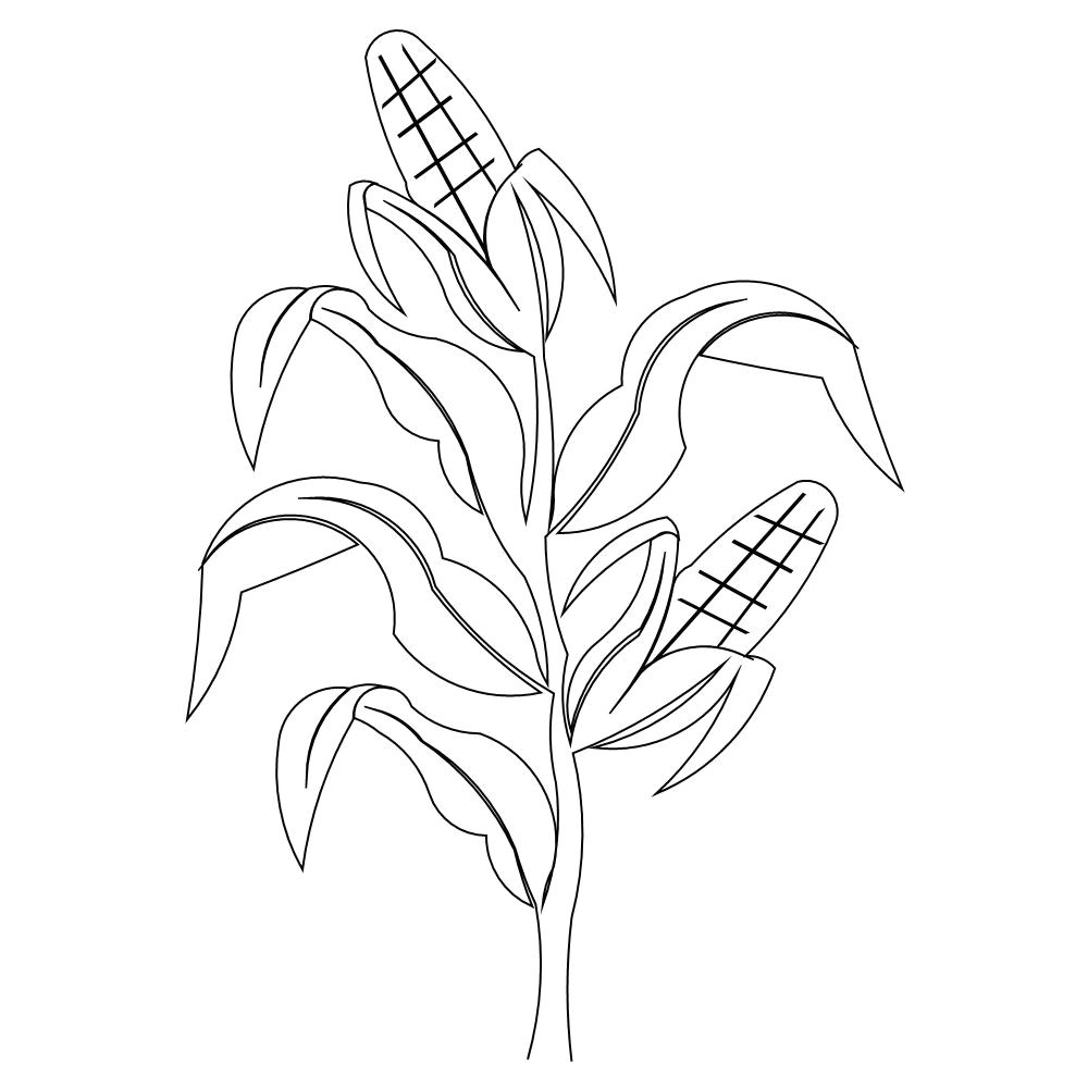 corn stalk coloring pages