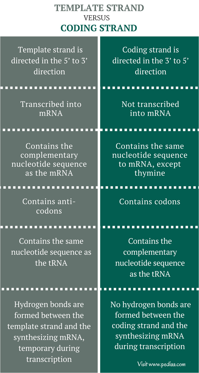 Difference Between Template and Coding Strand Difference Between Template and Coding Strand Definition