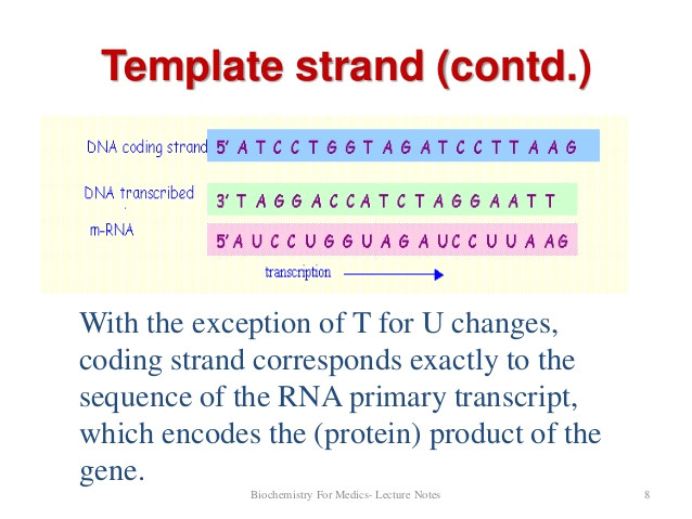 23 transcribe following sequence dna located coding strand 5 acggtacatt 3 5 acgguacauu 3 q17693055