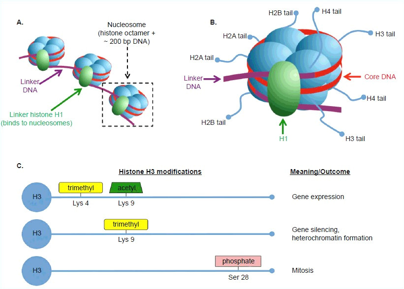 Explain How Dna Serves as Its Own Template During Replication 1 Explain How Dna Serves as Its Own Template During Replication Explain How Dna Serves as Its Own Template During