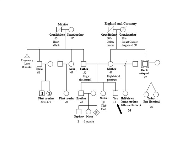 Family Genome Template 37 Family Tree Templates Pdf Doc Excel Psd Free