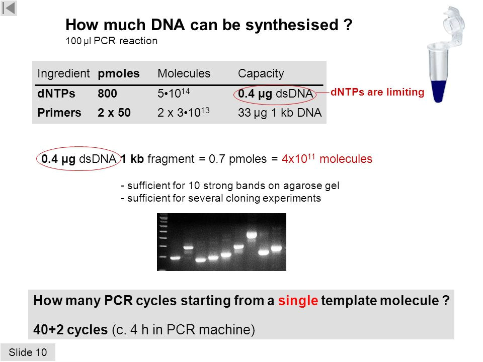 How Much Template Dna for Pcr Contents Hospital Pcr Gel Results Eppendorf Eb Gel K