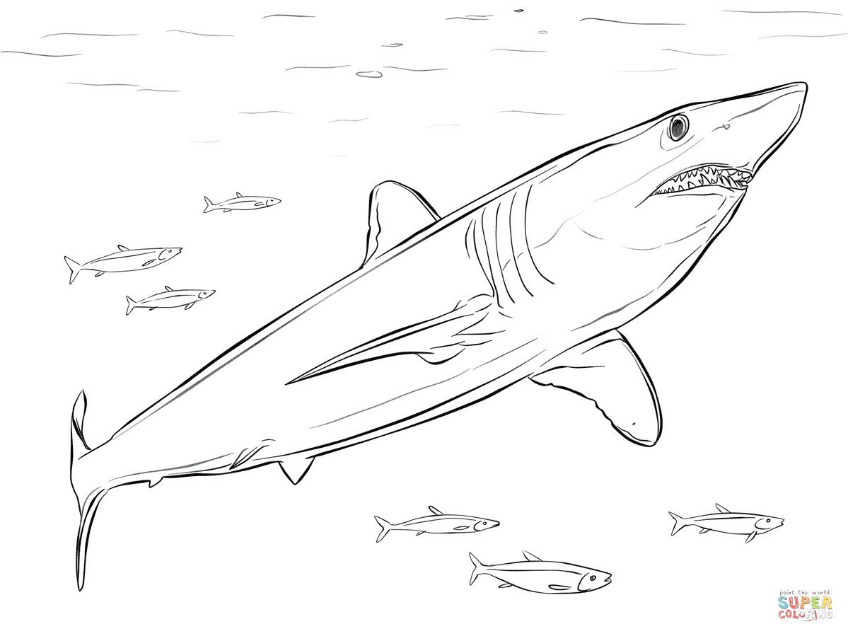 tiburon mako de aleta corta