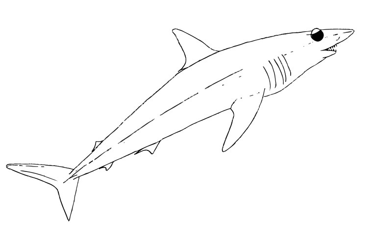mako shark pages sketch templates