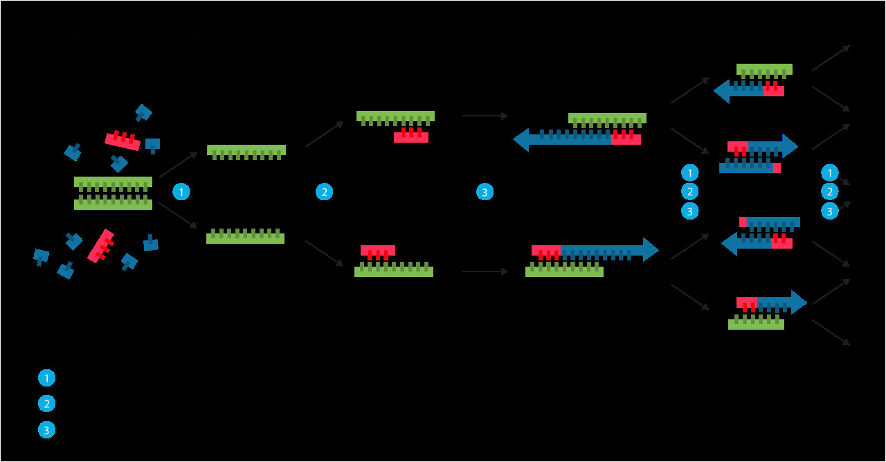 polymerase chain reaction pcr