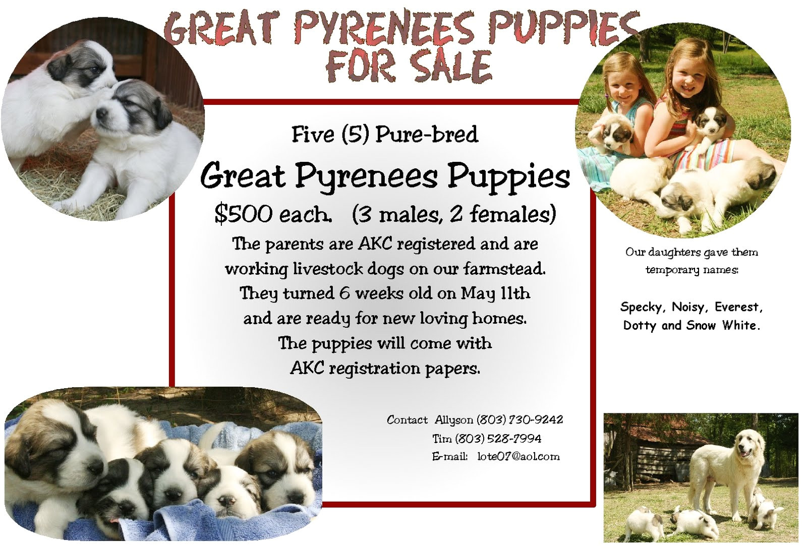 Puppy for Sale Flyer Templates Till We Get there Puppies for Sale