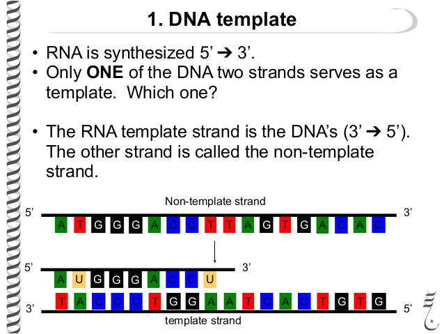 What is A Template Strand the Flow Of Genetic Information Flashcards Easy Notecards