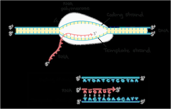 what is dna and rna polymerase