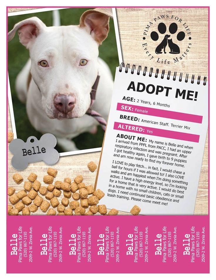 Adopt Me Flyer Template 36 Best Flyer Ideas Images On Pinterest Kitty Cats