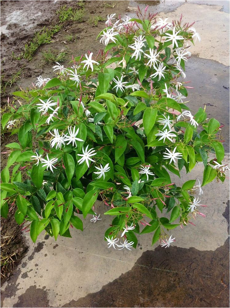 index page locateplants email no name jasmine star plant 1022836