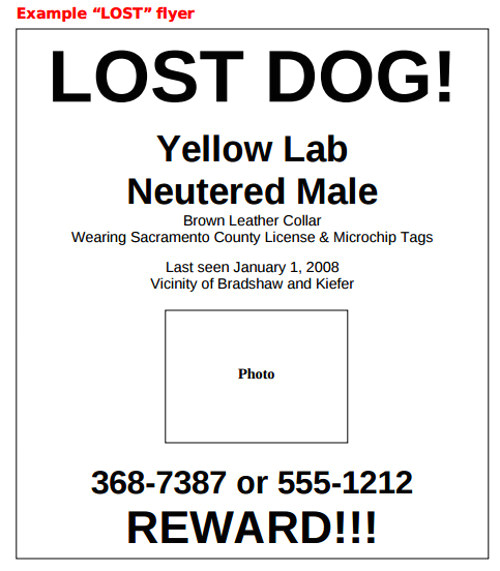 lost dog flyer template