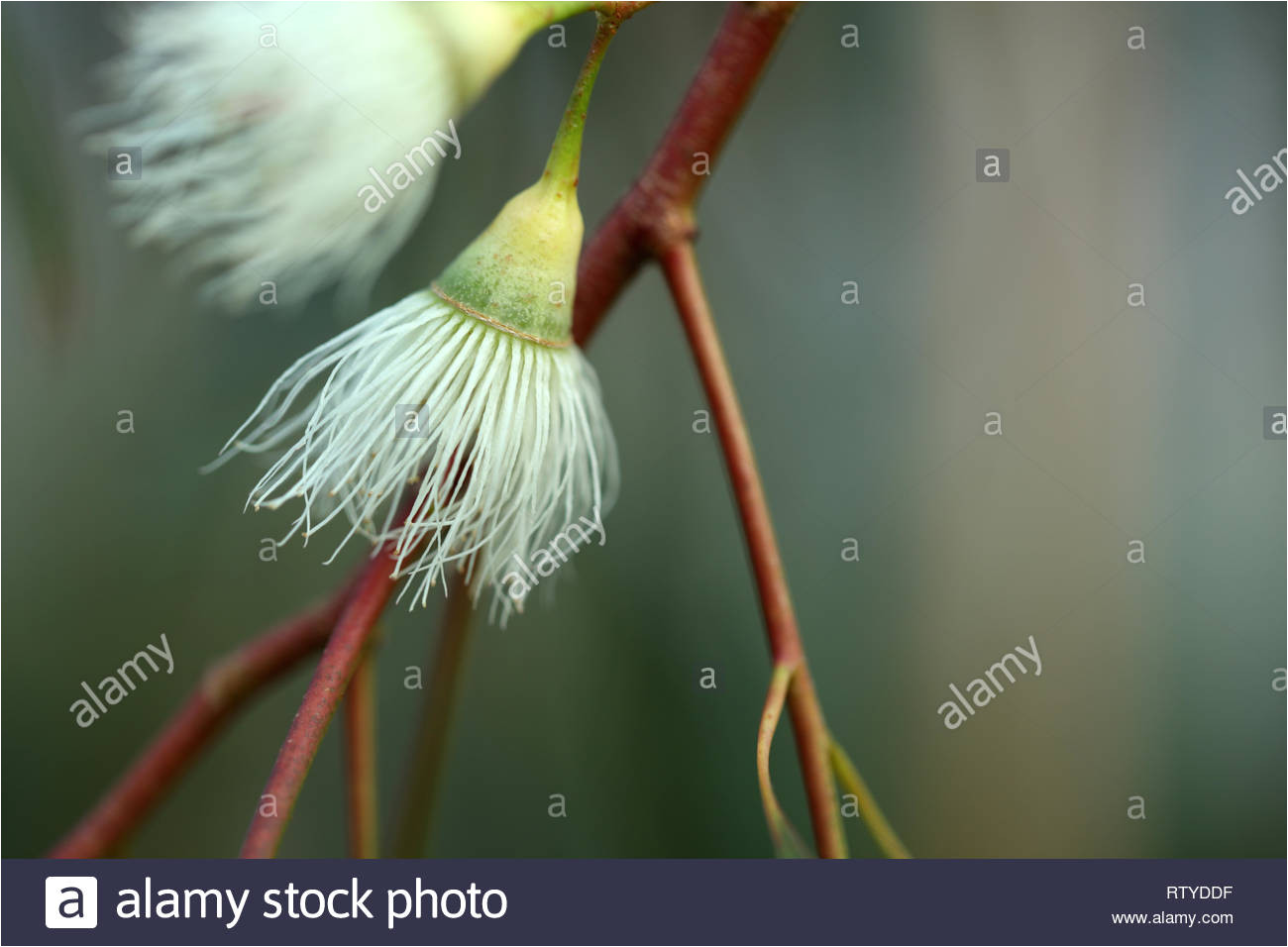 eucalyptus tree blossom rtyddf jpg