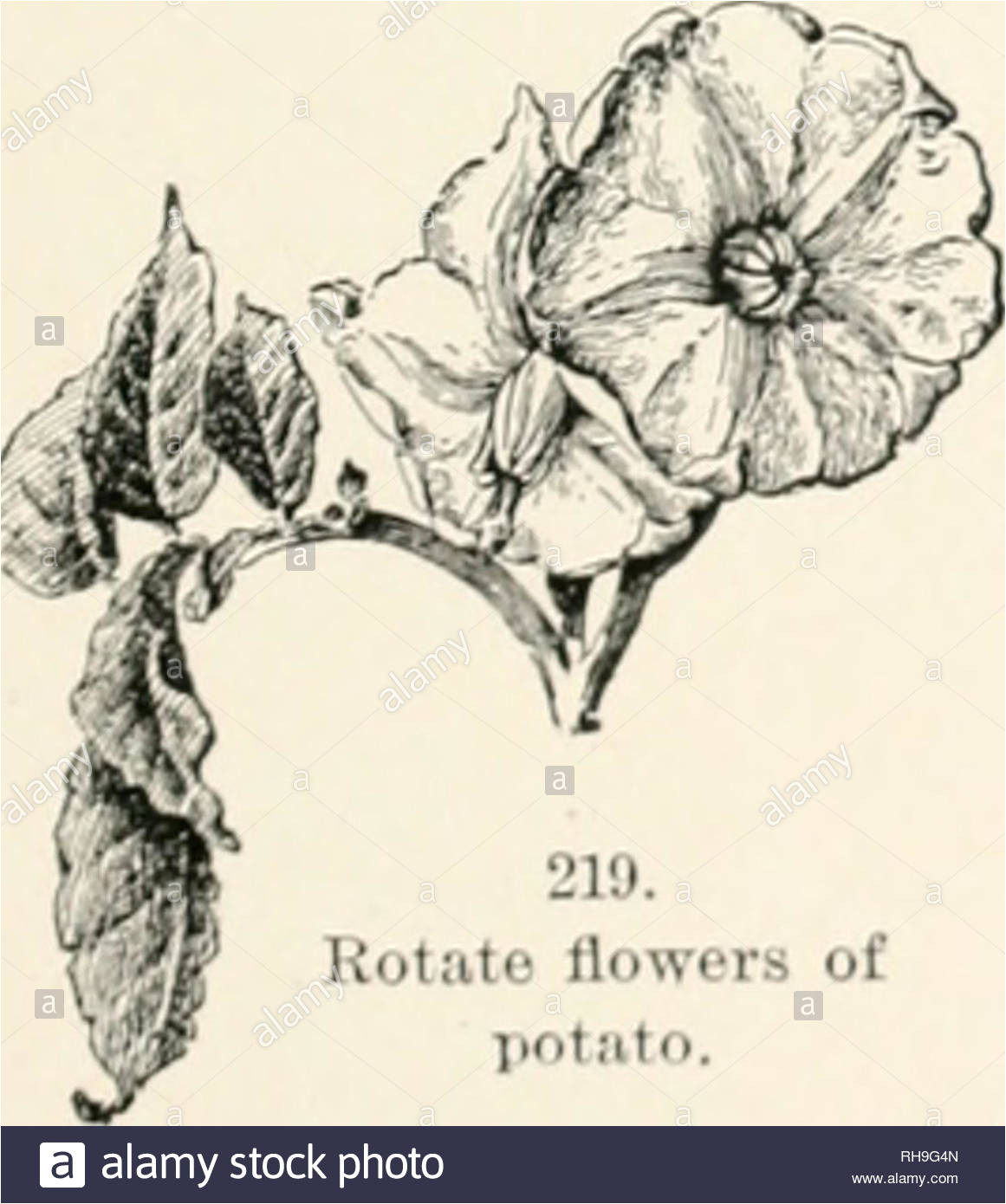 botany an elementary text for schools botany quot217 truiupet shiiirhl flower of momiiijiglory kotito flowers of gtotito notched or toothed in 5 merous flowers the lower lip is usuall 3 lobed and the upper one 2 lobed labirte flowers are char acteristic of the mint family fig 197 and the family therefore is called the labiata propeily labi ate means merely lipped without specifying the number of lips or lobes gtiit it is commonly used to iualc quot lipiiiml llsci s strtiil paild polypctalous llowers maybe aid to belaliiate liit the te rh9g4n jpg
