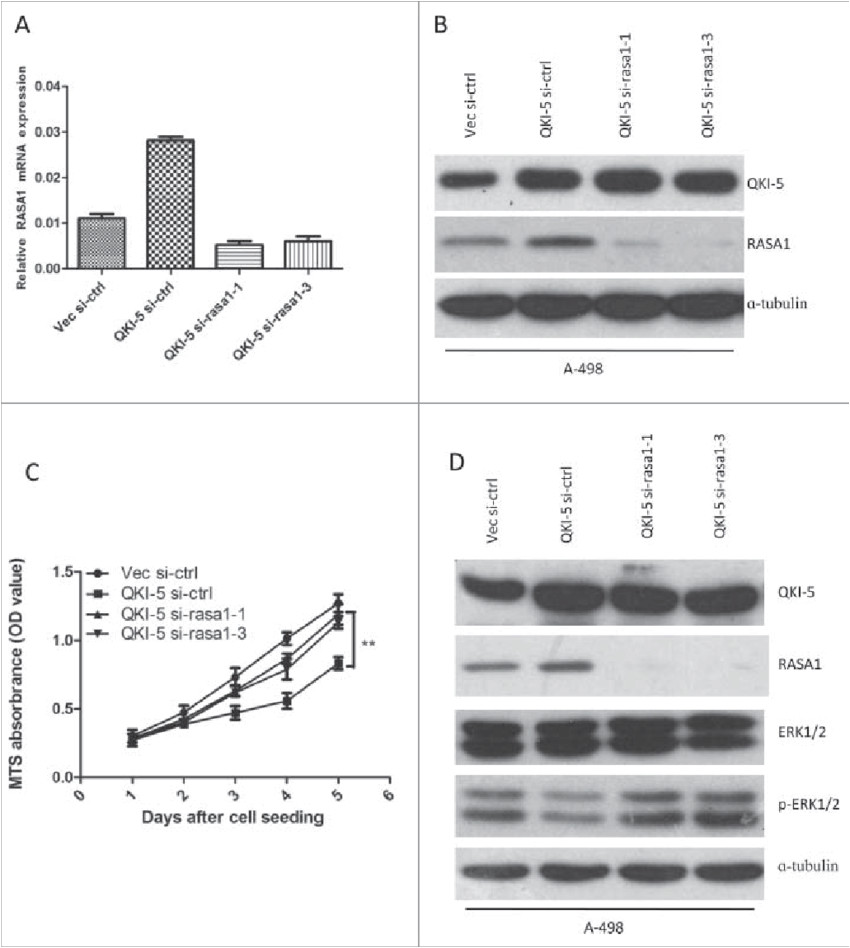qki 5 inhibits the proliferation of ccrcc cells via regulating rasa1 and the ras mapk png