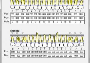 periodontal chart template blank chart templates 8 perio chart template pdf